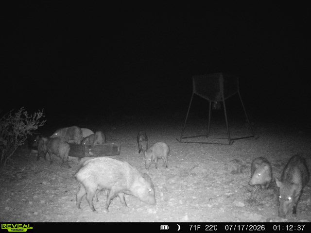 -bendle Rd Bendle Road Dryden, TX 78851 - Photo 13 of 31 A spacious unimproved parcel offering natural rural charm and abundant local wildlife.