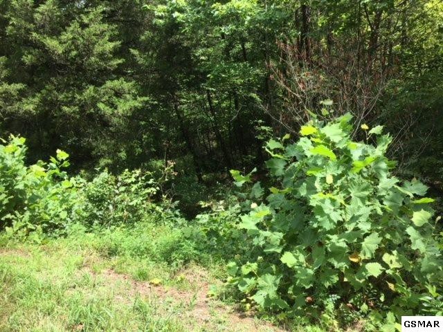 10 Buck Horn Road Sevierville, TN 37876 - Photo 4 of 10 a view of a lush green forest