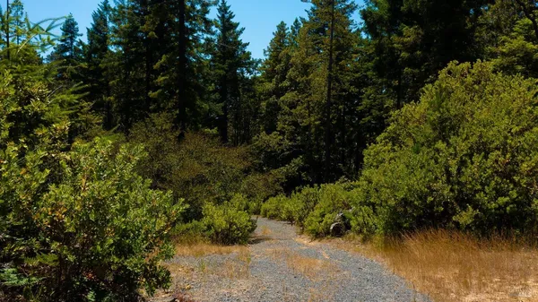 a view of a forest with a tree