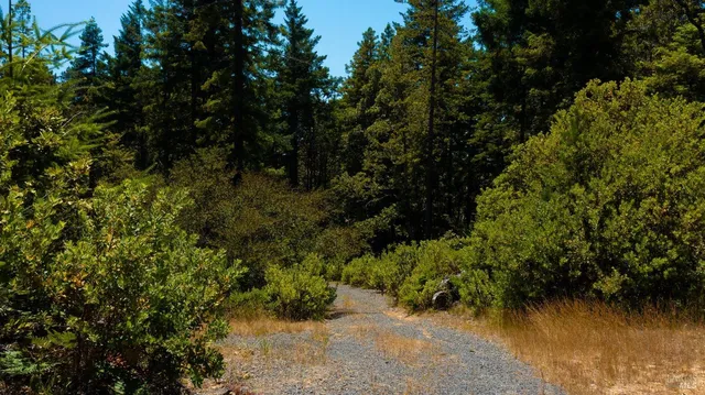 a view of a forest with a tree
