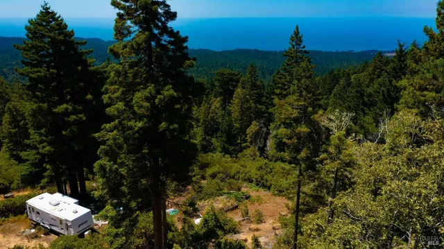 a view of a bunch of trees and bushes