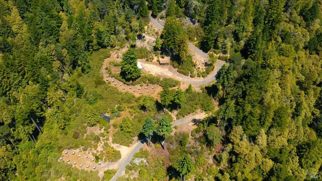 a view of a forest with a tree