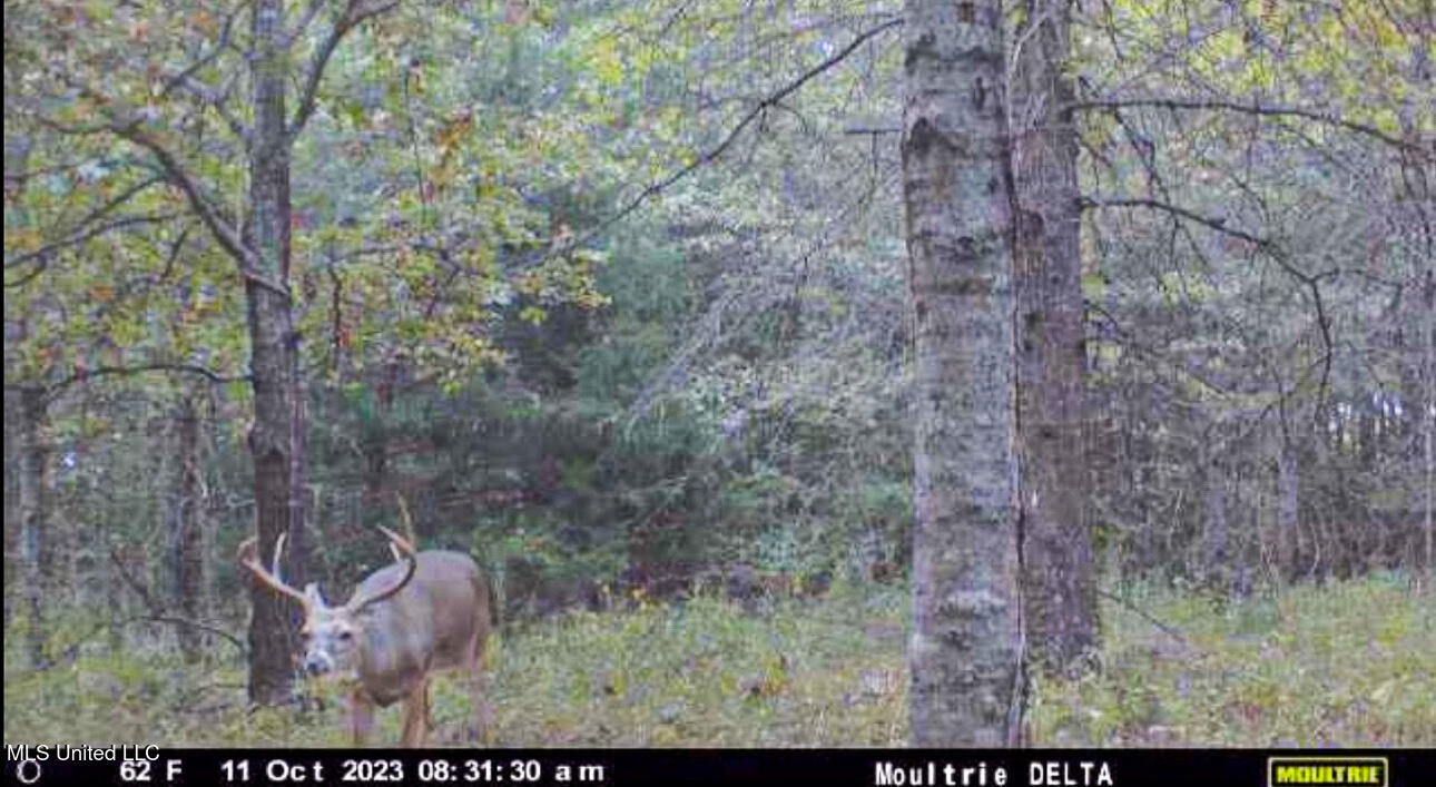 101 Tyler Lane Crenshaw, MS 38621 - Photo 31 of 59 IMG_0391