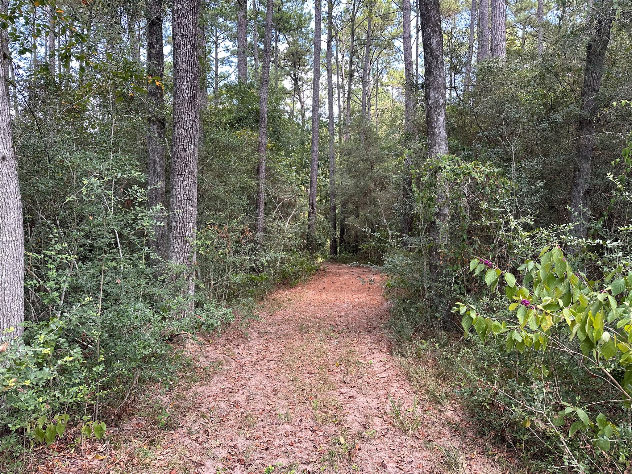 16735 Azalea Lane Plantersville, TX 77363 - Photo 39 of 44 a view of a forest with trees in the background