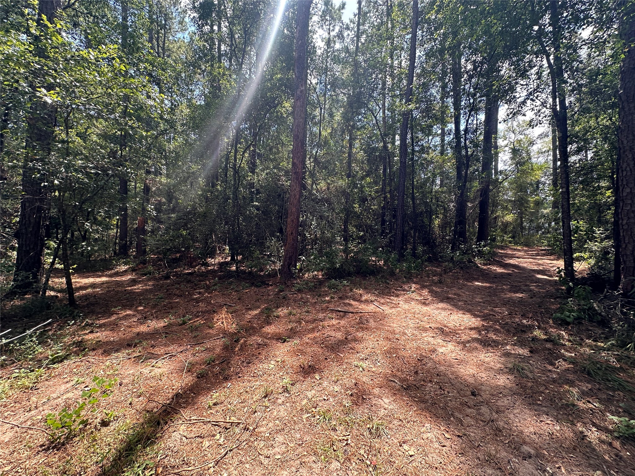 16735 Azalea Lane Plantersville, TX 77363 - Photo 41 of 44 a view of backyard with trees