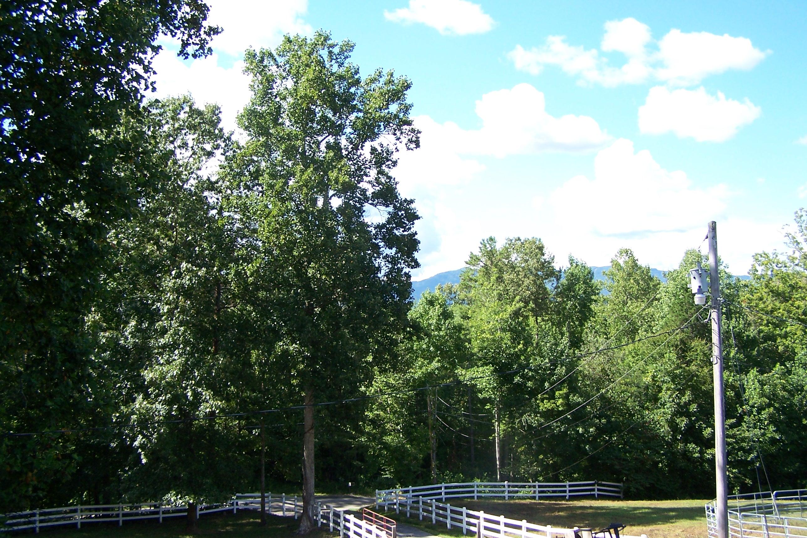 643 Mahoney Road Oliver Springs, TN 37840 - Photo 21 of 34 Vinyl Fence Running up Driveway