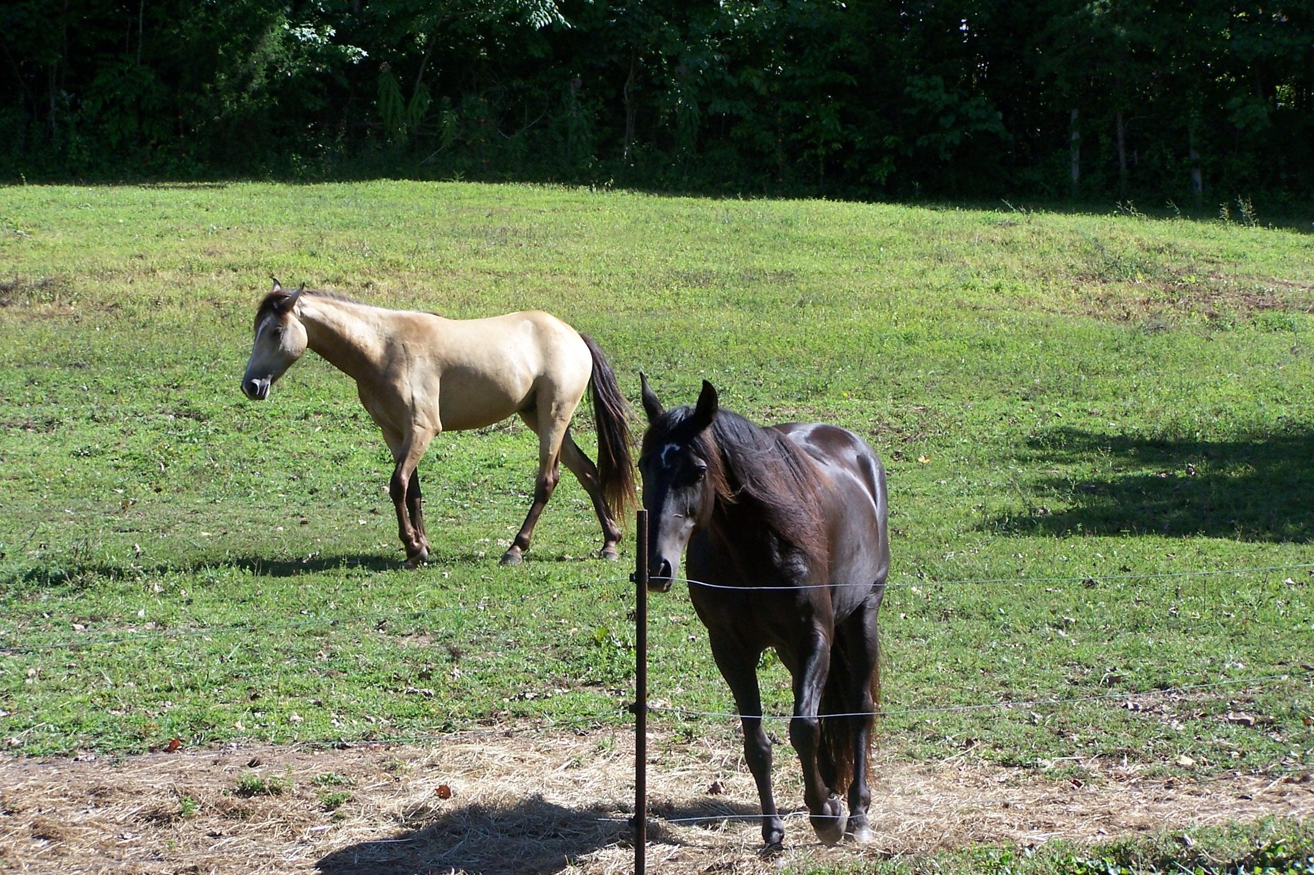 643 Mahoney Road Oliver Springs, TN 37840 - Photo 23 of 34 Pasture
