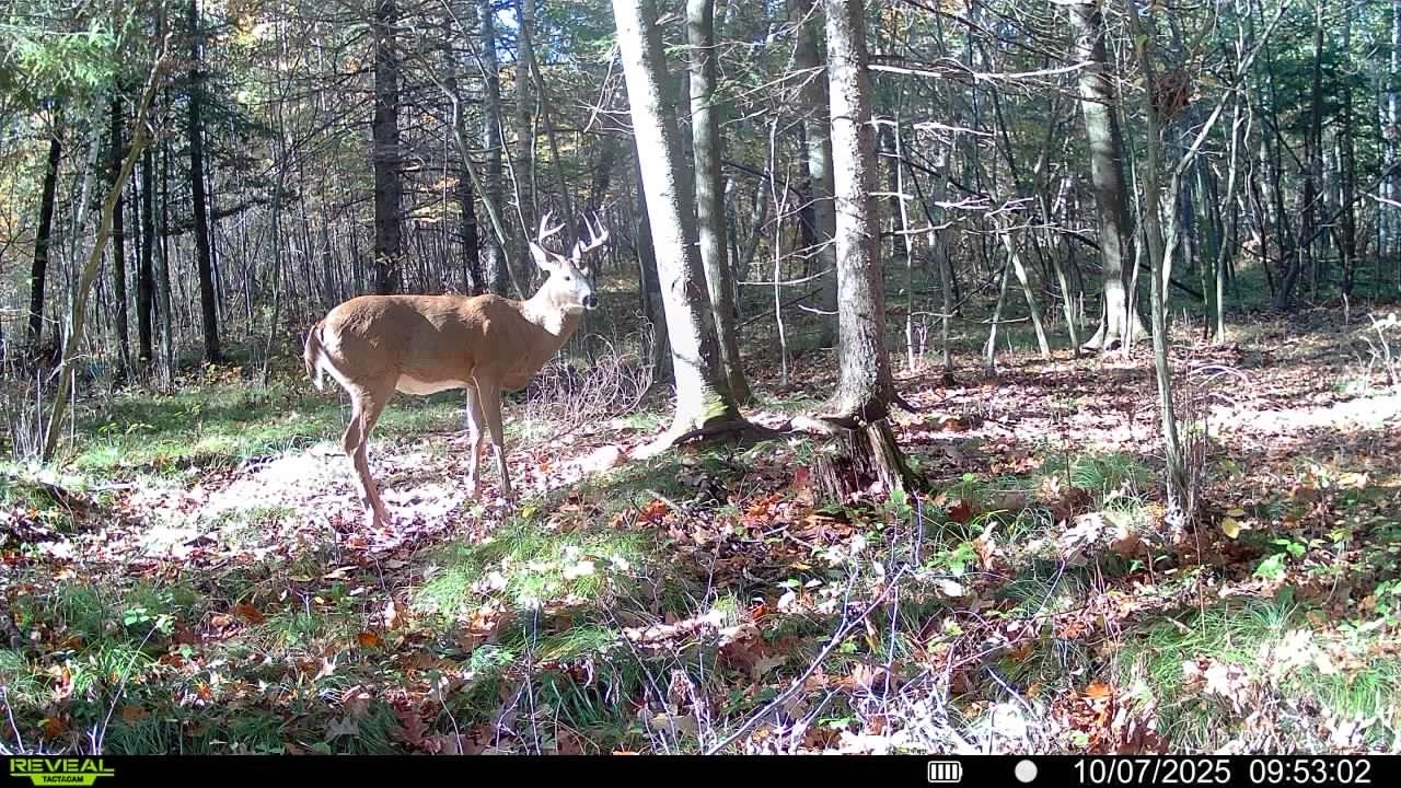 178375 Mission Lake Road Eland, WI 54427 - Photo 17 of 21