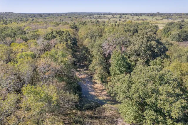 a view of a forest with trees in the background