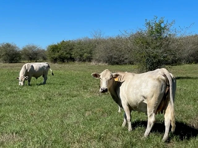 a view of a large building