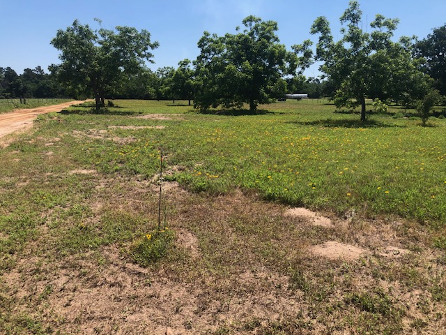 -henry Prairie Rd Henry Prairie Road, Unit COUNTYROAD Franklin, TX 77856 - Photo 2 of 17