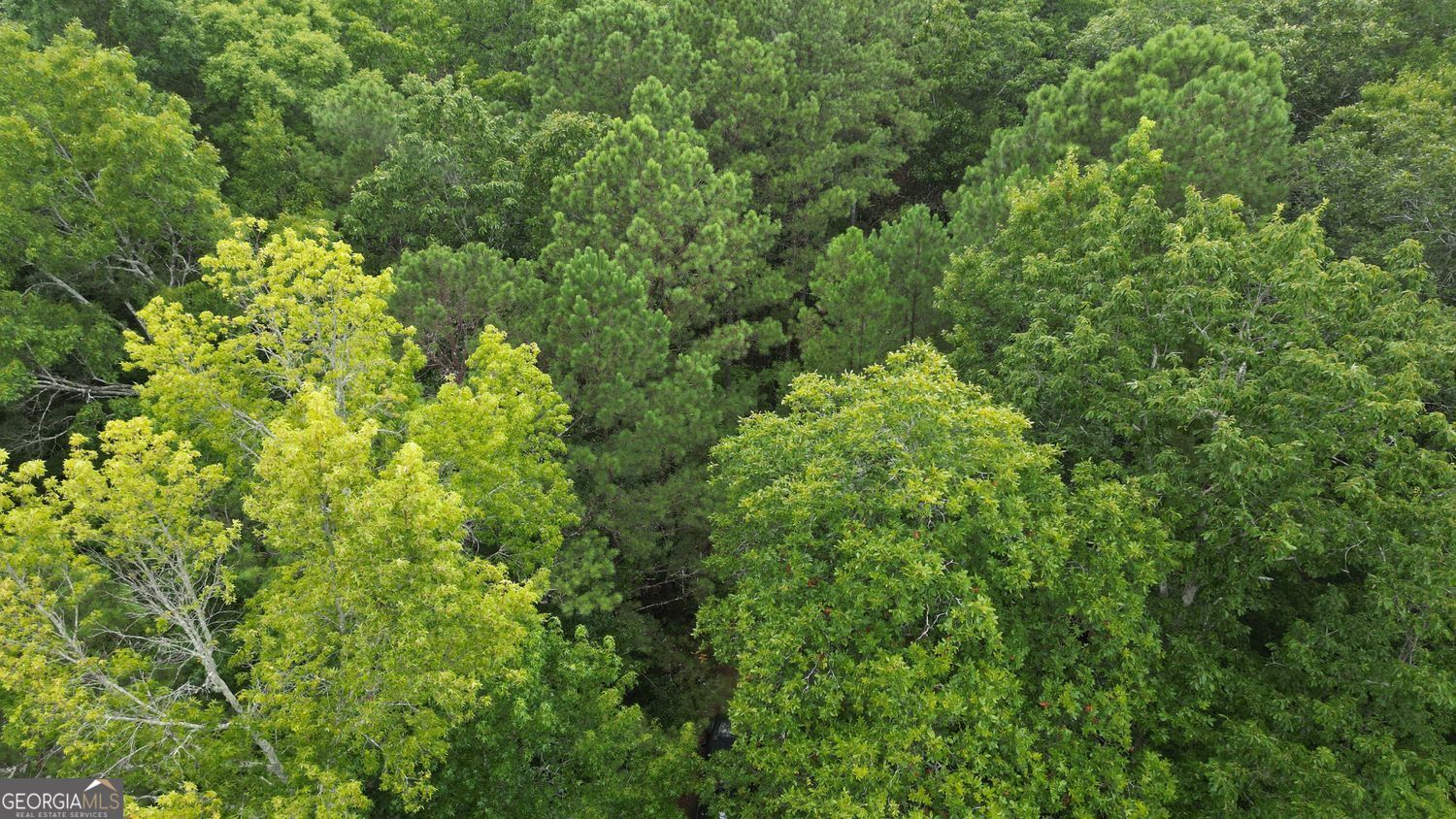 0 Dublin Circle, Unit 273 Rome, GA 30145 - Photo 5 of 5 a view of a lush green forest with lawn chairs