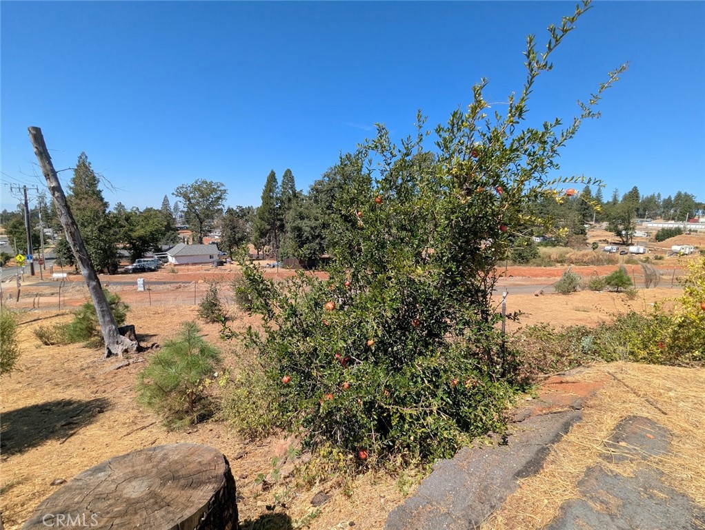 1067 Bille Road Paradise, CA 95969 - Photo 5 of 6 a view of a yard with a tree