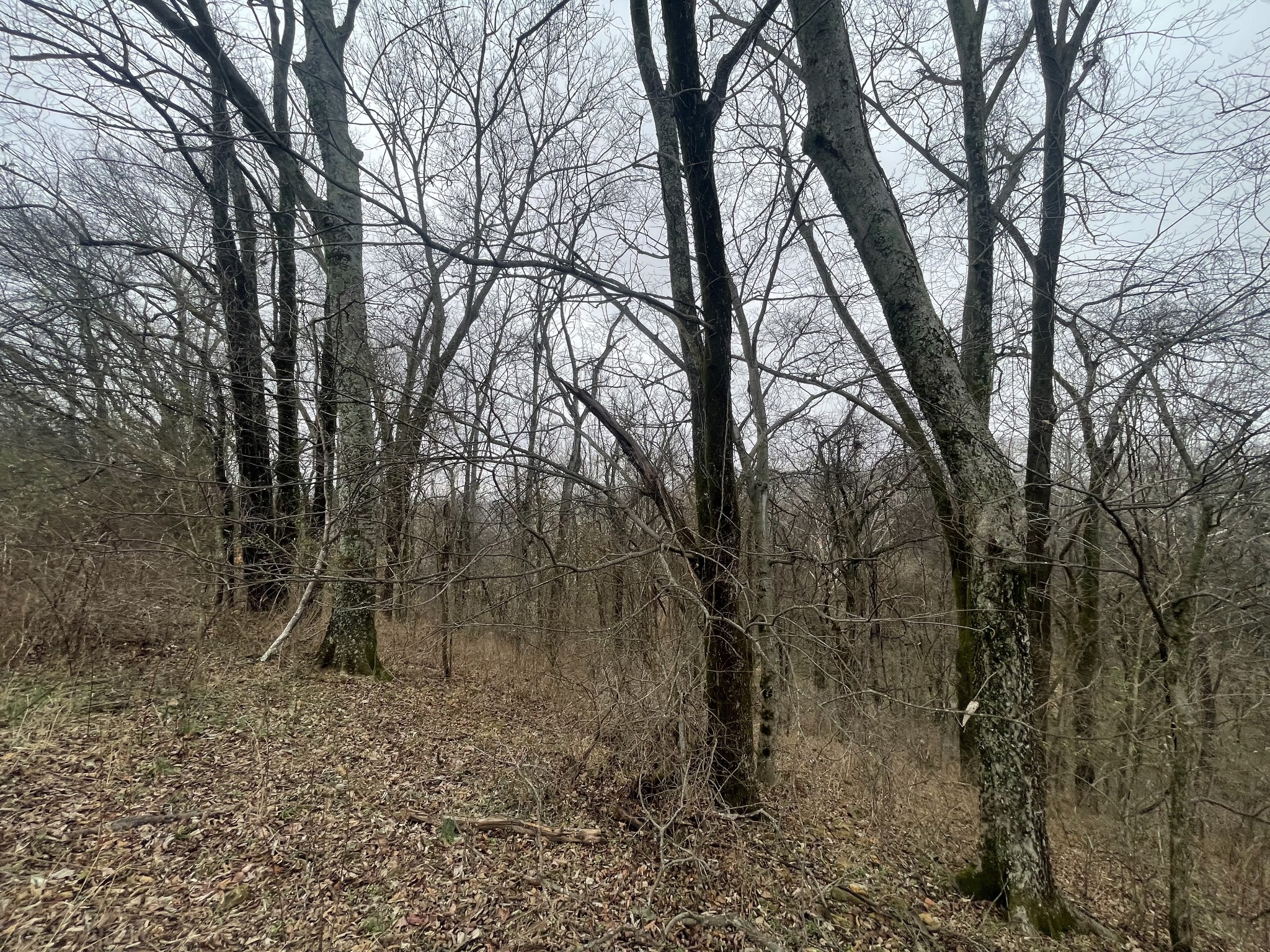 2378 Tom Fitzgerald Road Columbia, TN 38401 - Photo 30 of 34 a backyard of a house with lots of trees