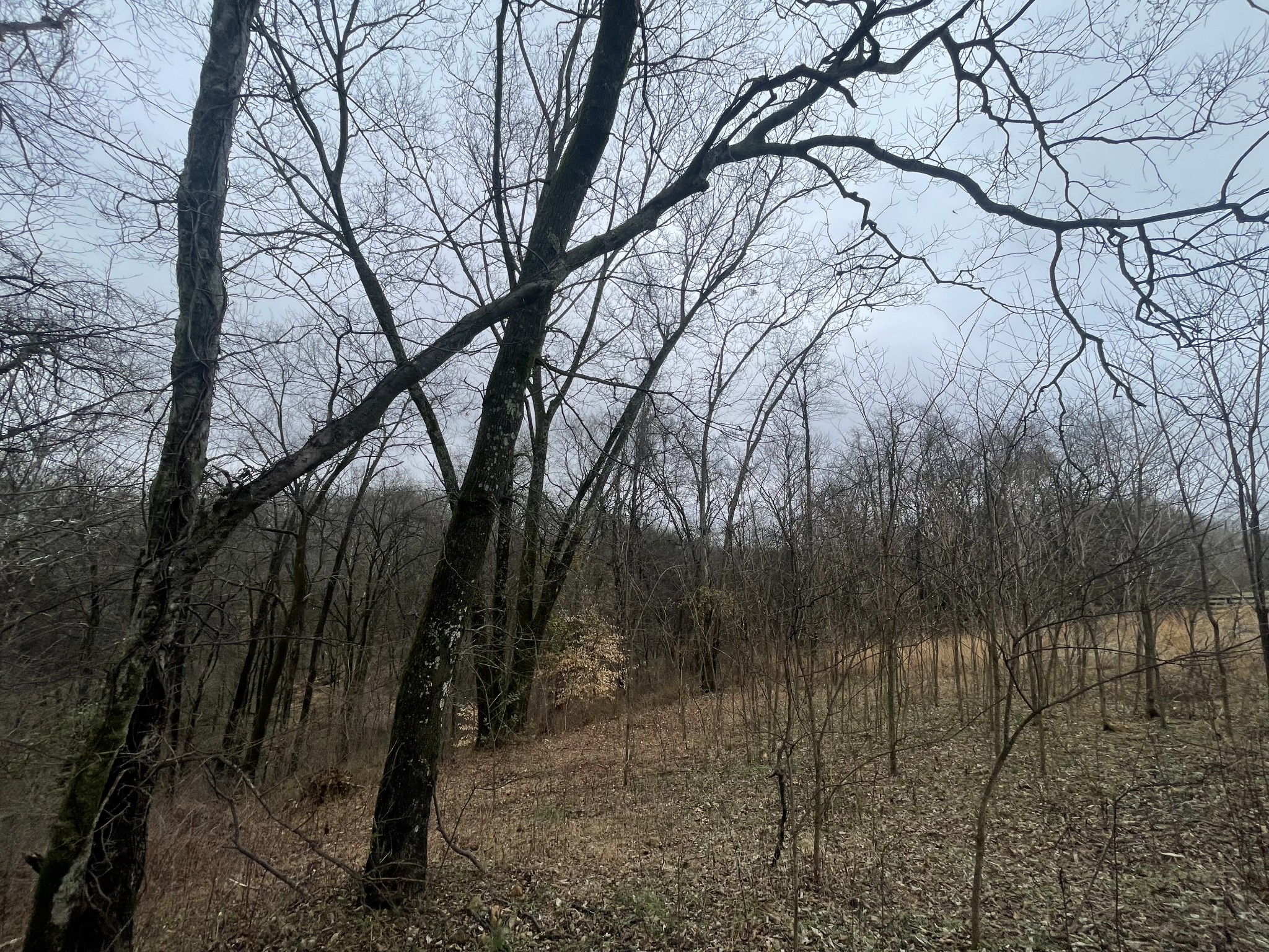 2378 Tom Fitzgerald Road Columbia, TN 38401 - Photo 31 of 34 a view of a forest