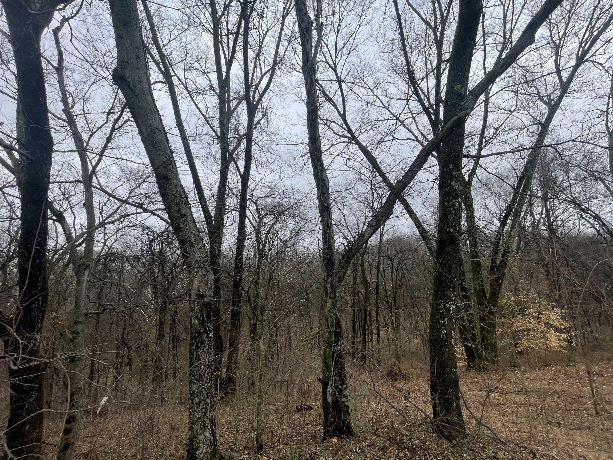 2378 Tom Fitzgerald Road Columbia, TN 38401 - Photo 32 of 34 a view of a forest filled with trees