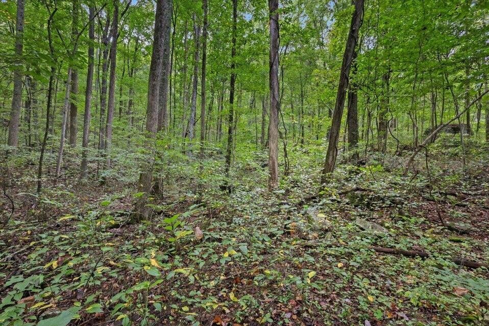 0 Highway 27 Whitwell, TN 37397 - Photo 8 of 11 a view of a lush green forest