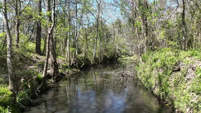 a view of water with large trees