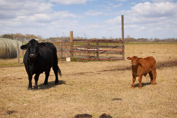 $984,900 | 9439 Jeske Road, Needville, TX 77461
