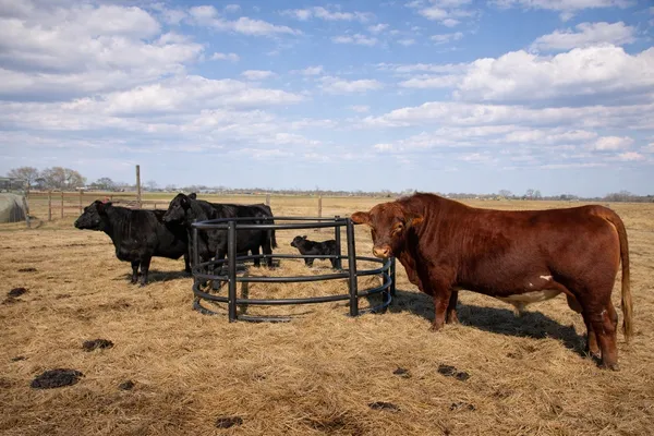 $984,900 | 9439 Jeske Road, Needville, TX 77461