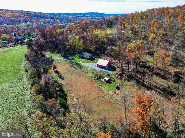 a view of a forest with a mountain