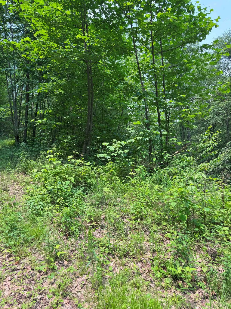 88-acres Bolden Branch Road Andrews, NC 28901 - Photo 15 of 34