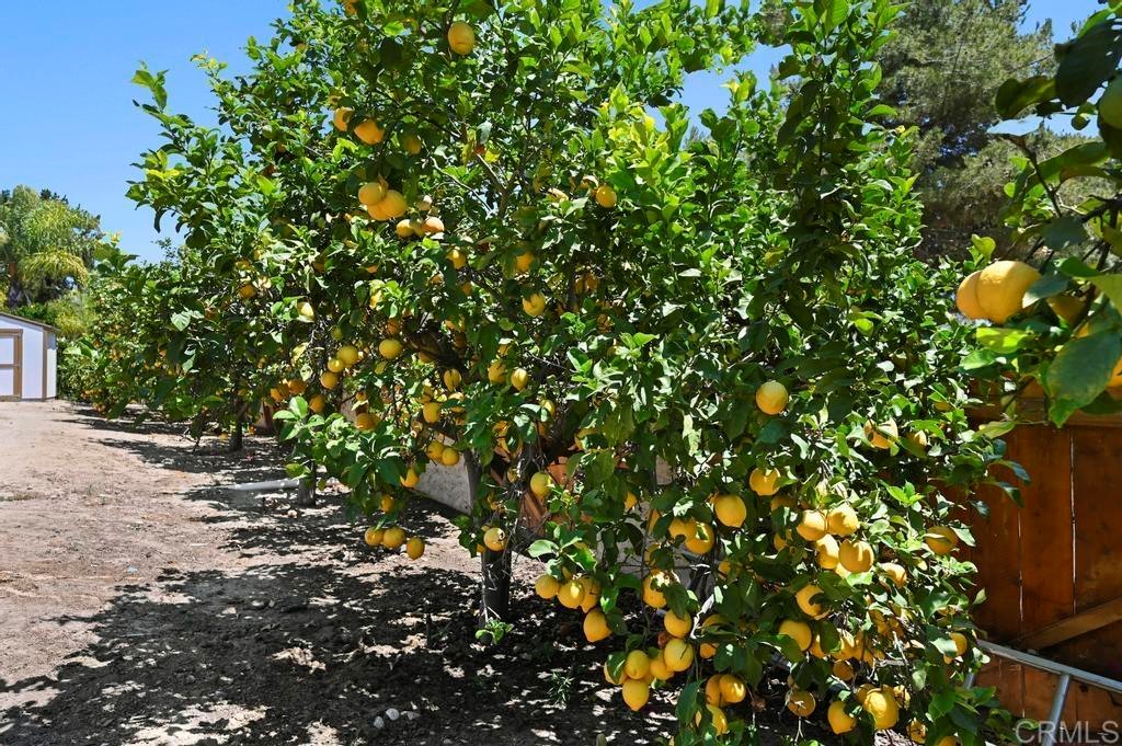 546 Rancho Santa Fe Road Encinitas, CA 92024 - Photo 42 of 48 a picture of tree