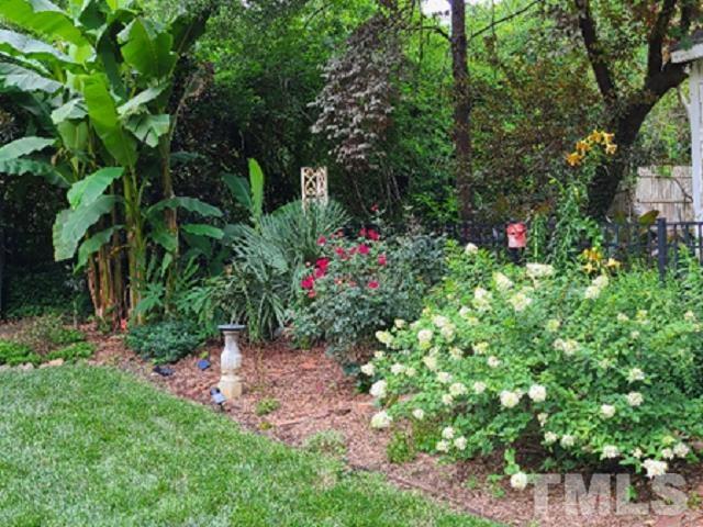 2113 Cowper Drive Raleigh, NC 27608 - Photo 48 of 48 ...in summer shows the banana tree reigning supreme