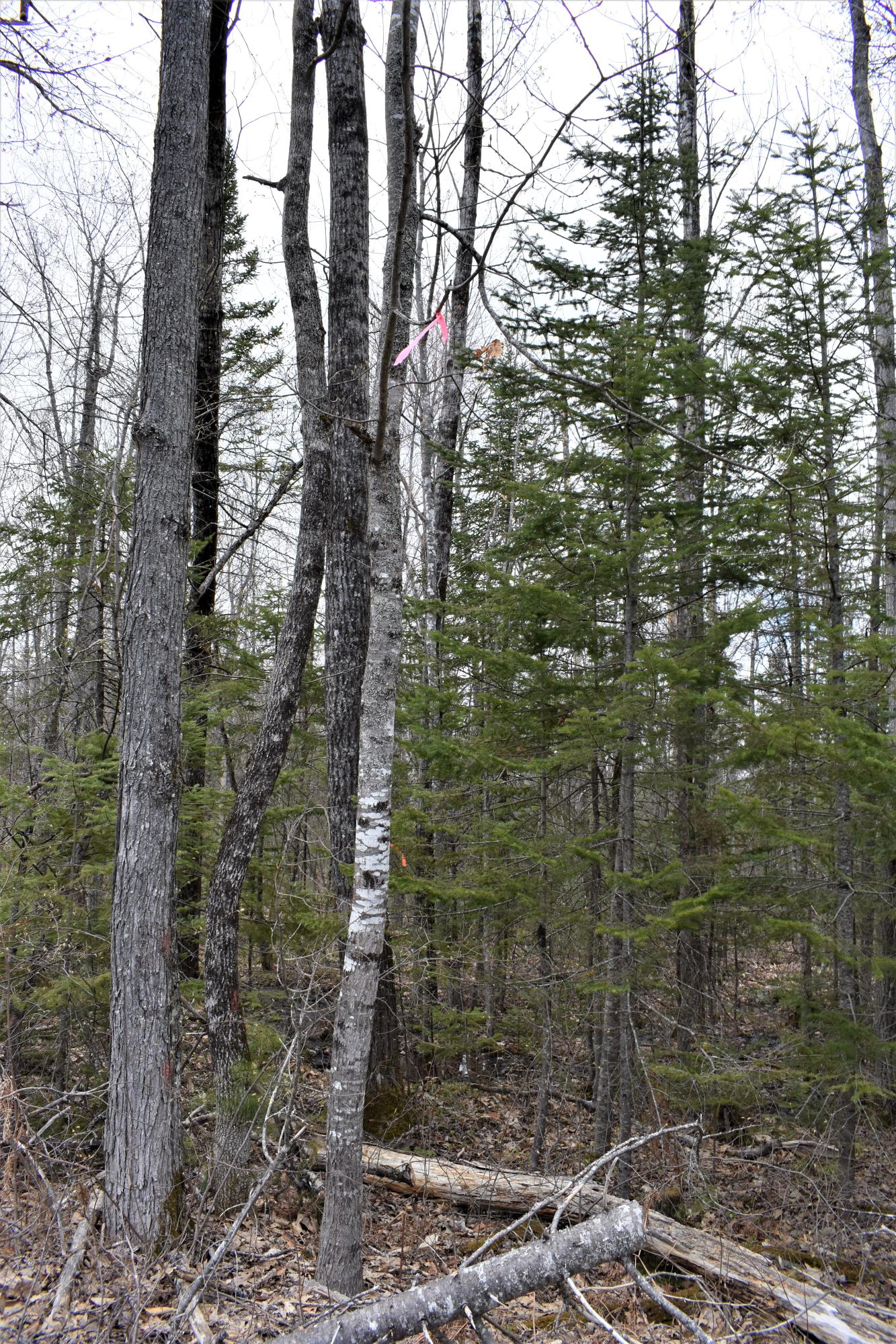 260 Town Farm Road Hartford, ME 04220 - Photo 3 of 5 DSC_0252 (2)