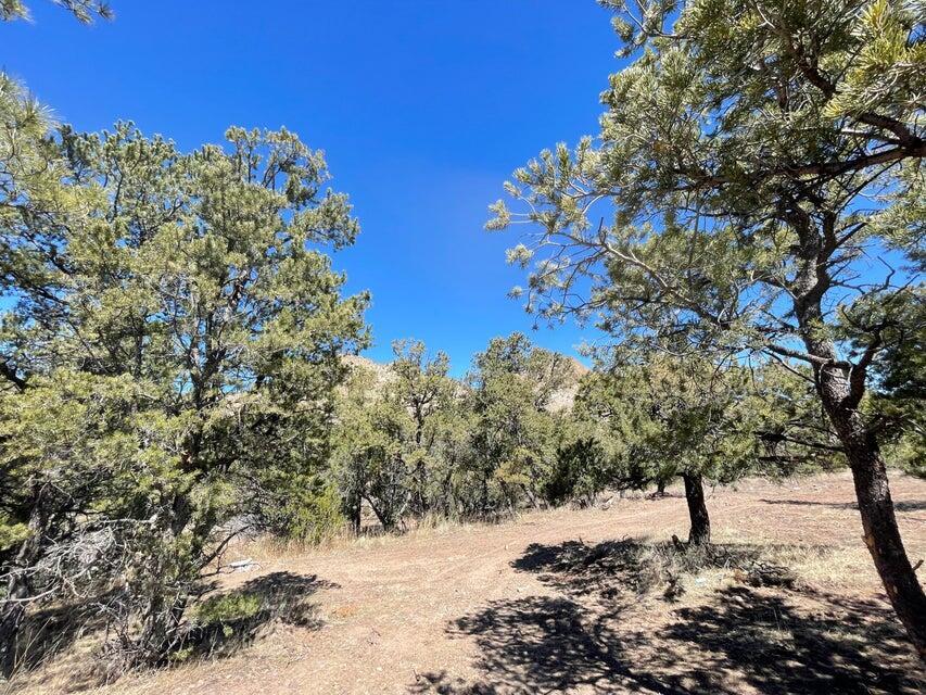 175 Hop Canyon Road Magdalena, NM 87825 - Photo 42 of 55 Gallery Image 42