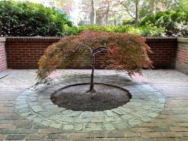 a bunch of flowers are in a yard