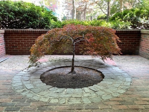 10 Hawthorne Place, Unit 106 Boston, MA 02114 - Photo 26 of 32 a view of a yard