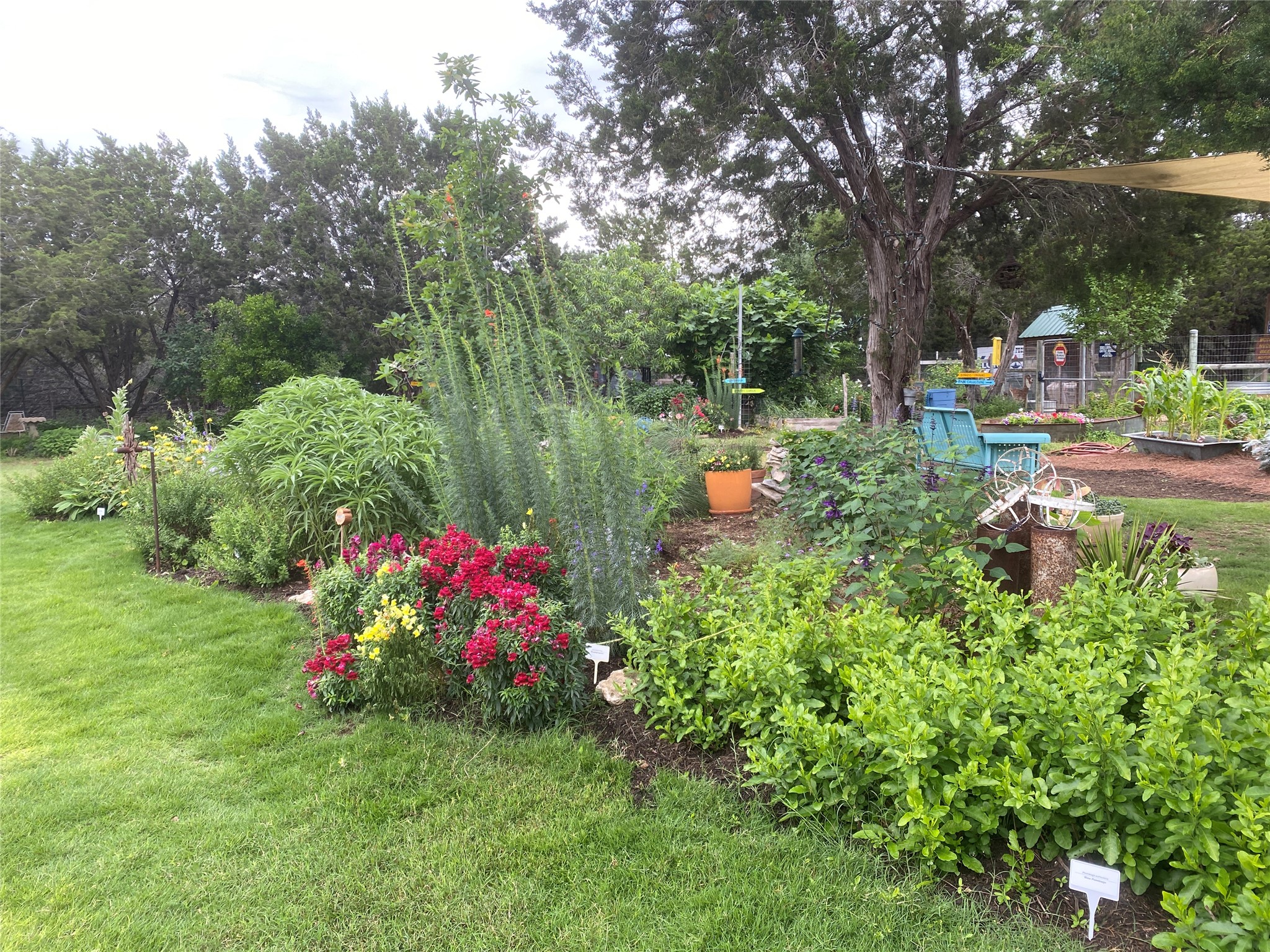 8414 Indian Summit Austin, TX 78737 - Photo 37 of 39 Landscaping featured on PBS Central TX Gardener