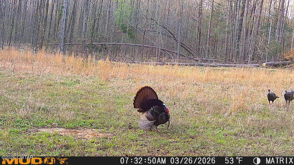 0 Authur Byrd Road Pocahontas, TN 38061 - Photo 11 of 14
