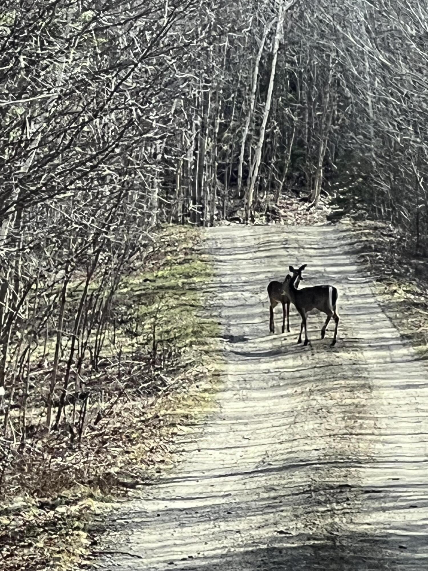 19 Bear Lane Rumford, ME 04276 - Photo 65 of 83 IMG_1767