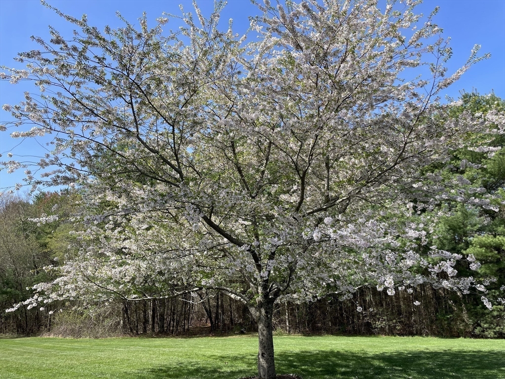 6 Rachael's Lane Duxbury, MA 02332 - Photo 40 of 42 a view of a trees in a park