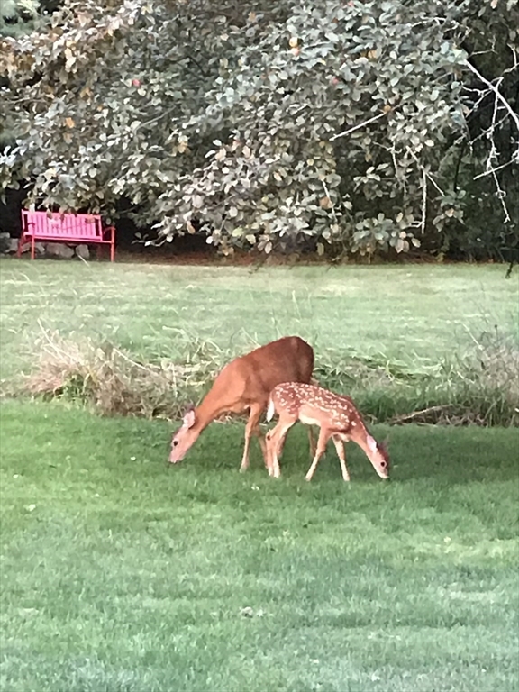 6 Rachael's Lane Duxbury, MA 02332 - Photo 41 of 42 a view of a backyard with a garden and entertaining space