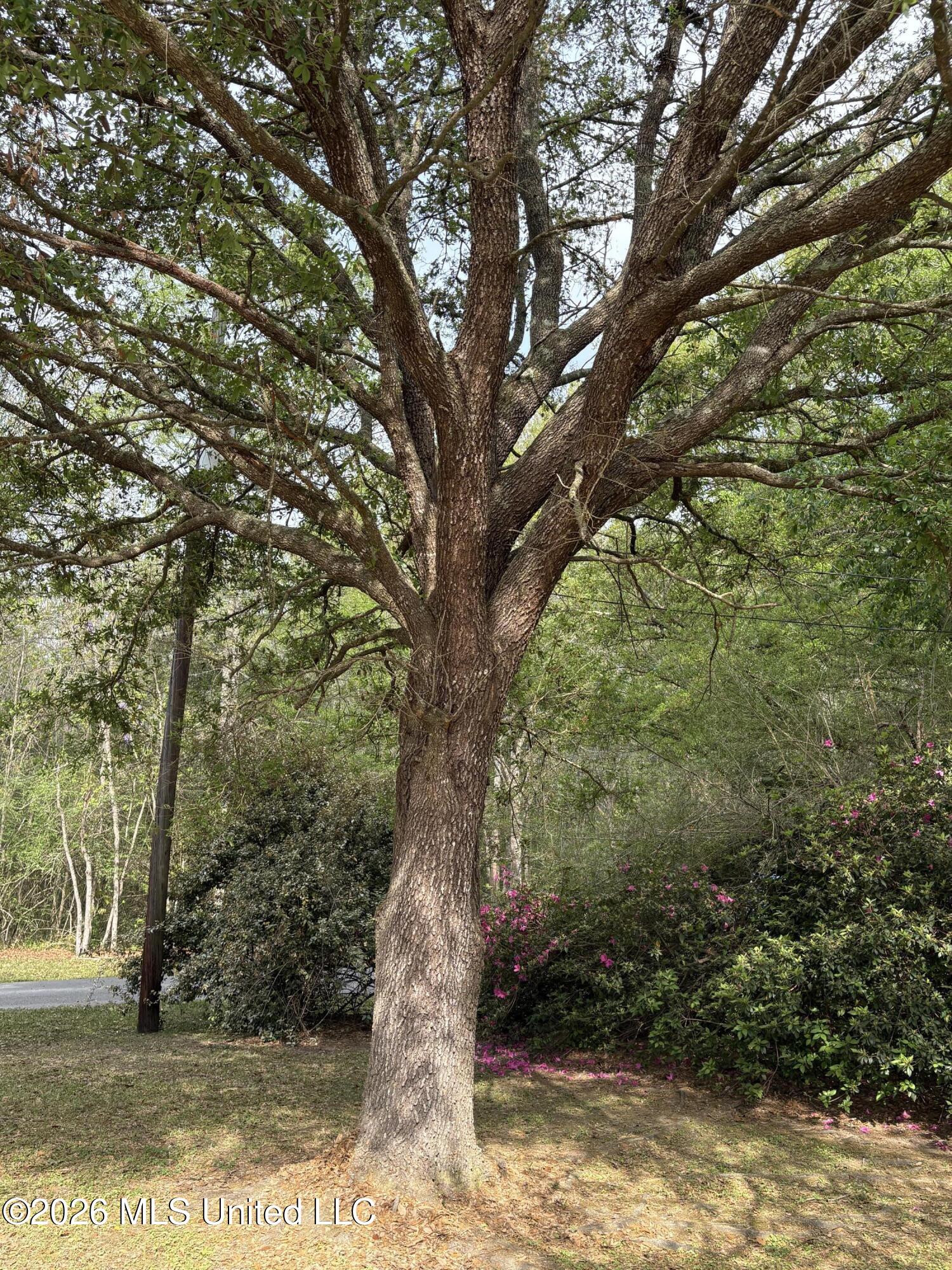 13704 Coleman Street Moss Point, MS 39562 - Photo 44 of 50 Tree