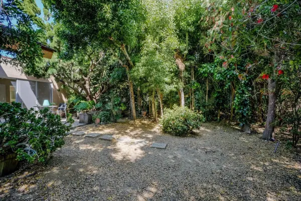 a view of a forest with trees in the background