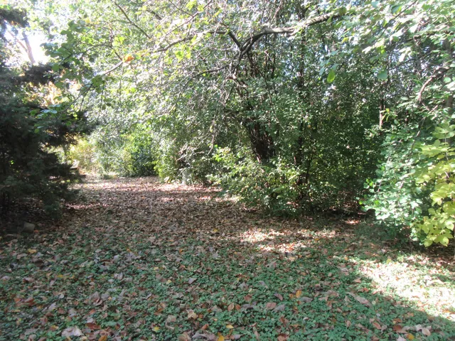 a view of road and trees