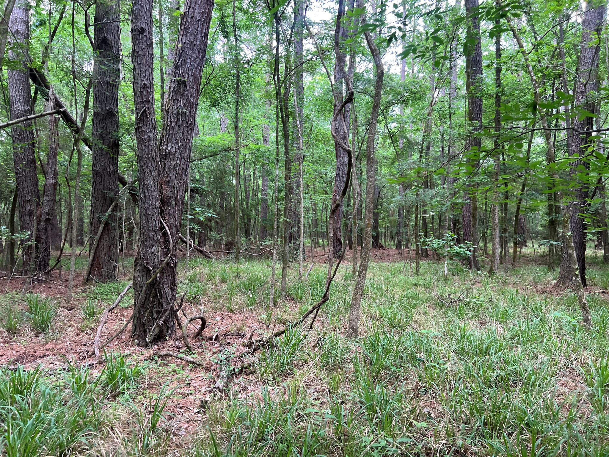 0 Wilderness Road Point Blank, TX 77364 - Photo 15 of 16 a view of outdoor space and green space