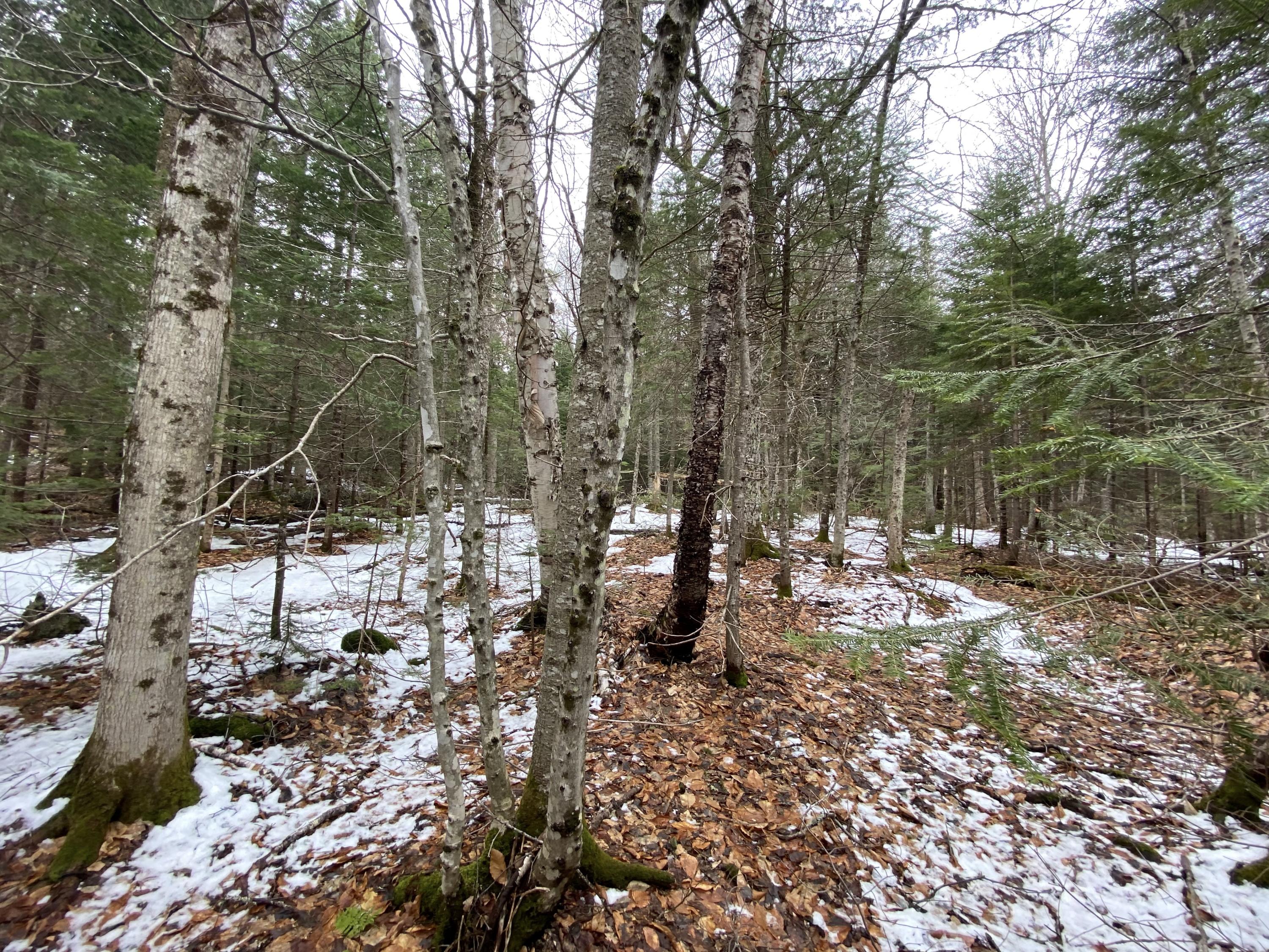 M34-l44.2a M34-l44.2a Curley Road Rangeley, ME 04970 - Photo 8 of 14 curley road lot A.5