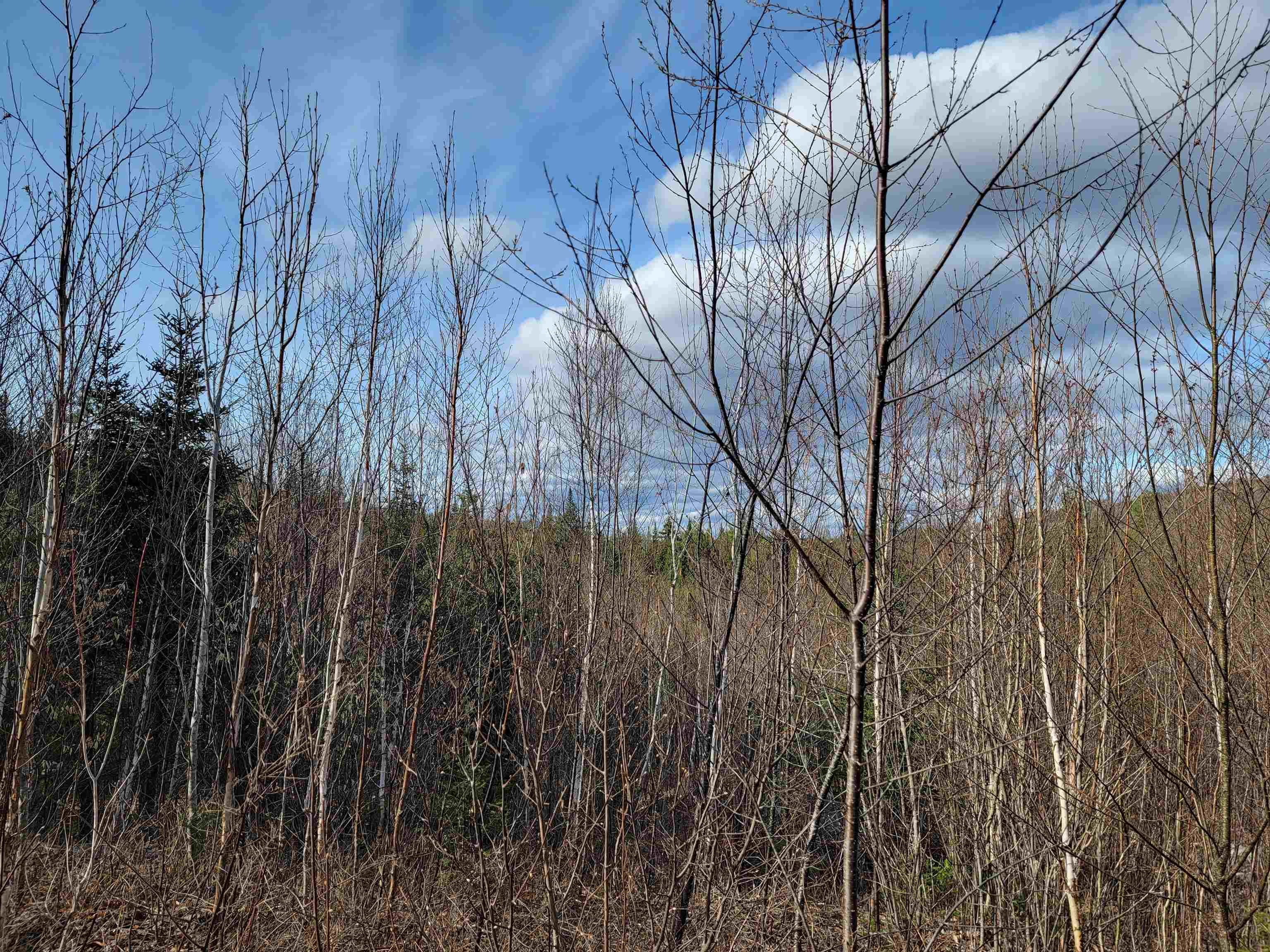 157 Hazen Road Bethlehem, NH 03574 - Photo 12 of 36
