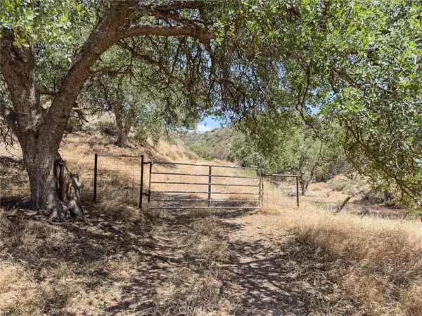 a view of backyard of trees