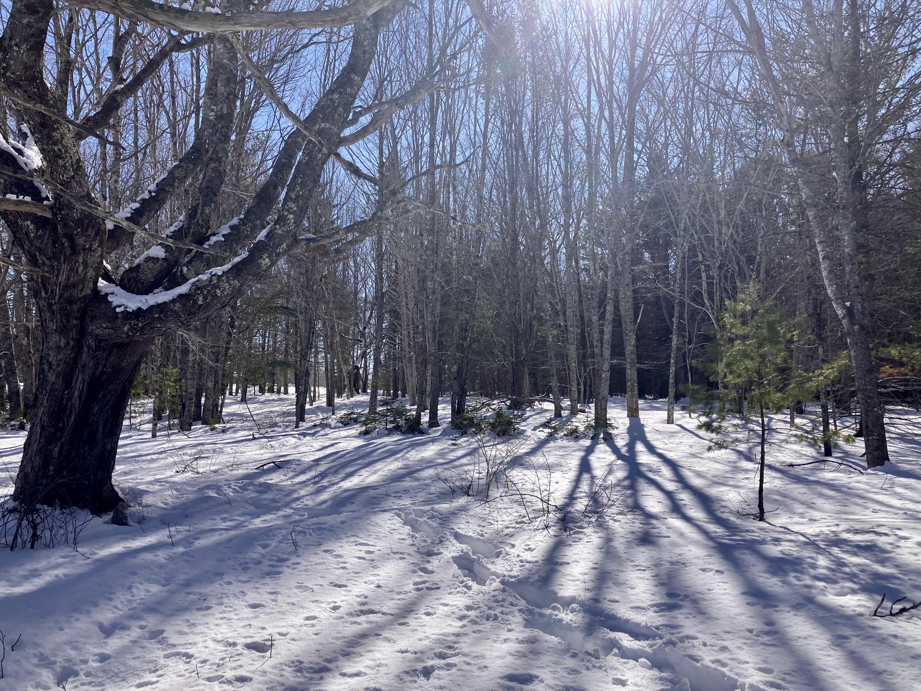 0 Russell Farm Road Bar Harbor, ME 04609 - Photo 4 of 7 IMG_6131