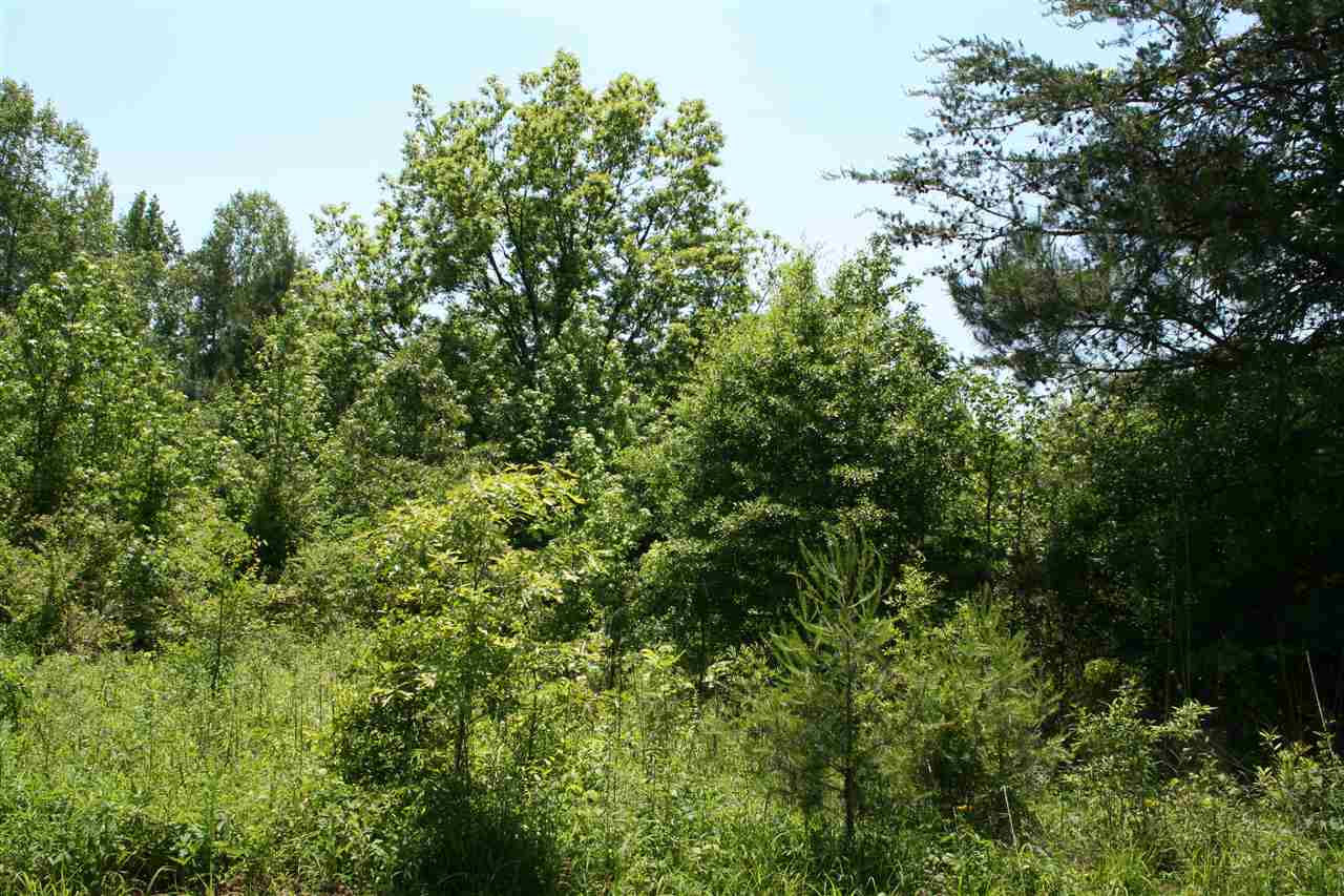 0 Page Road Campobello, SC 29322 - Photo 4 of 8