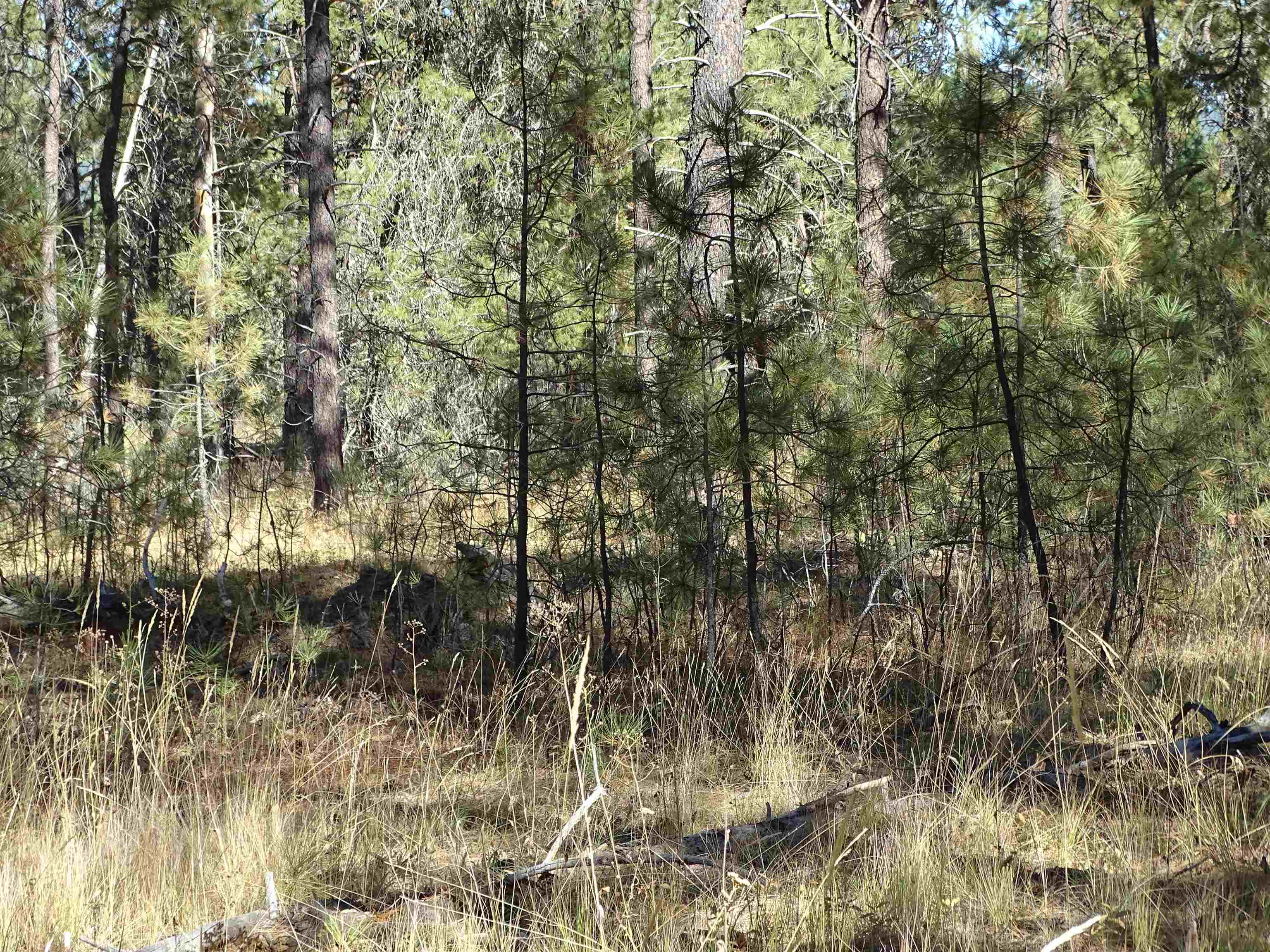 4905 Rail Canyon Road Springdale, WA 99173 - Photo 1 of 20