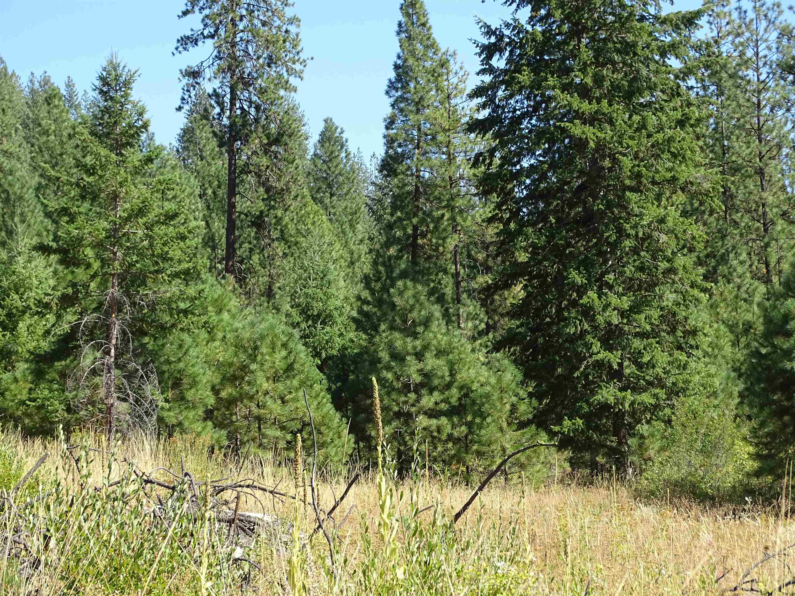 4905 Rail Canyon Road Springdale, WA 99173 - Photo 7 of 20