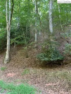 a view of a forest with trees in the background