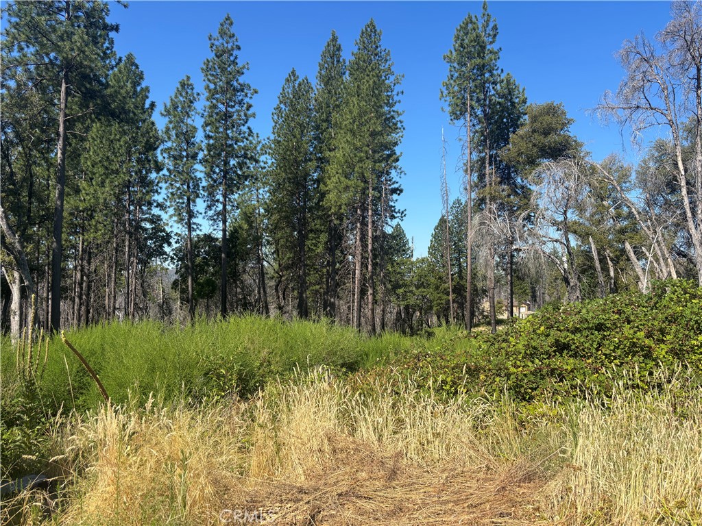 1996 Bald Rock Road Berry Creek, CA 95916 - Photo 11 of 21 a view of a garden